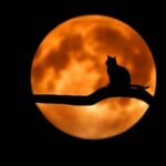 silhouette of black cat sitting on a tree limb looking at the orange moon