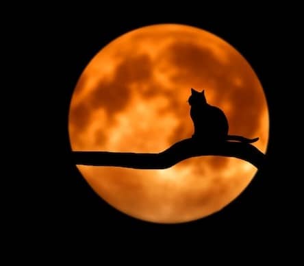 silhouette of black cat sitting on a tree limb looking at the orange moon