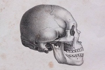 profile of human skeleton head